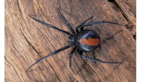 Какой самый смертоносный паук в мире