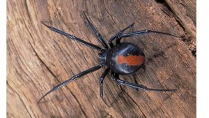 What is the deadliest spider in the world