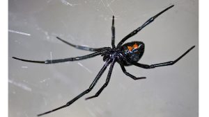 Какие пауки могут вас убить