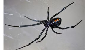 What spiders can kill you