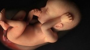 В чем разница между зиготой, эмбрионом и плодом_