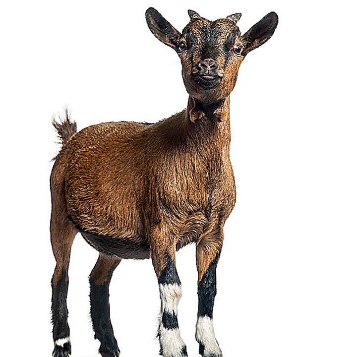 How To Tell If A Goat Is Pregnant: Top 10 Signs - Bscholarly