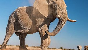 What are the 5 biggest animals alive today
