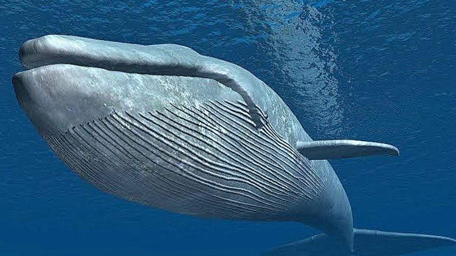 Biggest Animals In The World (With Pictures) Top 10 Largest